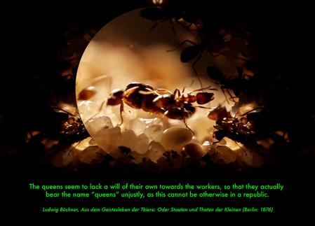 Malte Uchtmann, ANThology: Debug- ging the Cultural History of Ants, 2024 © Malte Uchtmann, 2024